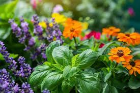 5 Plantes anti-moustiques : plantez-les maintenant et en été vous n’aurez plus le problème des moustiques