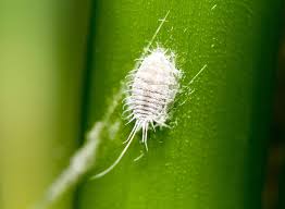 Fini les pucerons ou les cochenilles sur vos plantes : découvrez comment les éliminer de manière simple et naturelle !