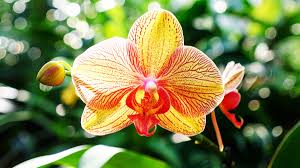 Floraison spectaculaire : une seule cuillerée suffit et vos fleurs feront l’envie de tous !
