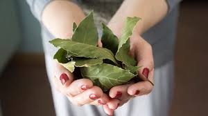 Mettez les feuilles de laurier dans l’huile et découvrez l’ancien remède de grand-mère !